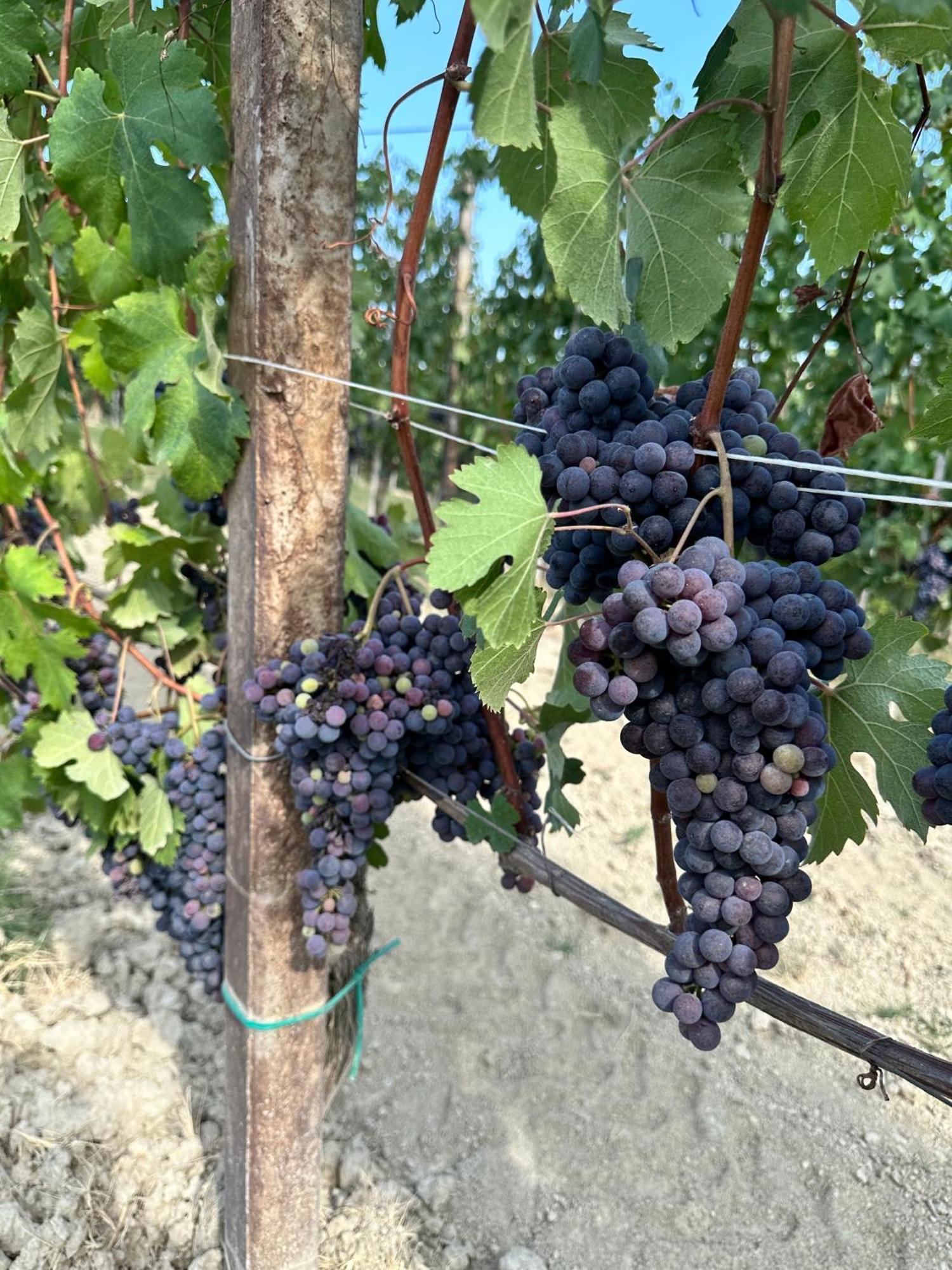 فيلا Just Langhe Casa Barolo نوفيلو المظهر الخارجي الصورة